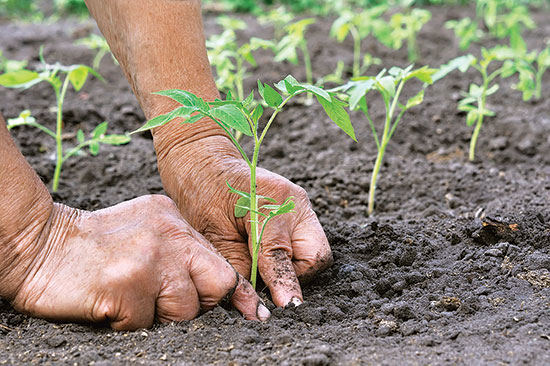 Speak a few kind words of encouragement to your seedlings as you place them in the soil. Later, give thanks as you harvest.